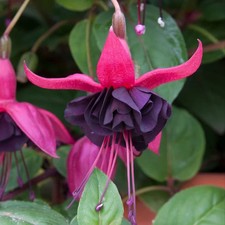 6 Giant Trailing Fuchsia