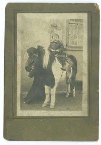 G5481 shetland pony - shetland,