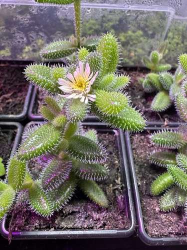 Pickle plant succulent - pickle,