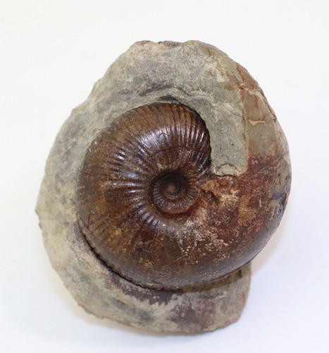 Ammonite cadoceras sublaeve - ammonite,,