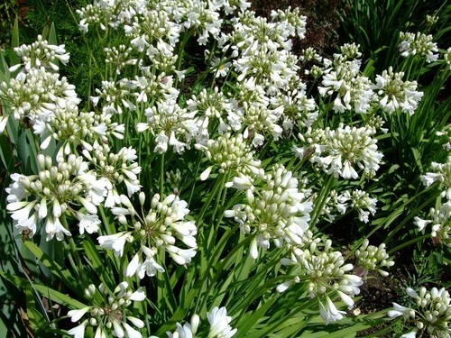 Agapanthus tiny white 1 - tiny,