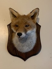 Taxidermy Fox Mask/head on