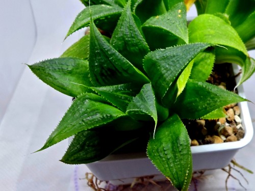 Haworthia emelyae badia - haworthia, x