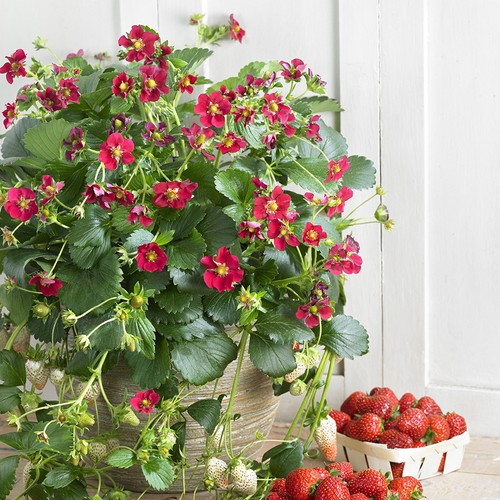 Strawberry ruby ann - ruby, red