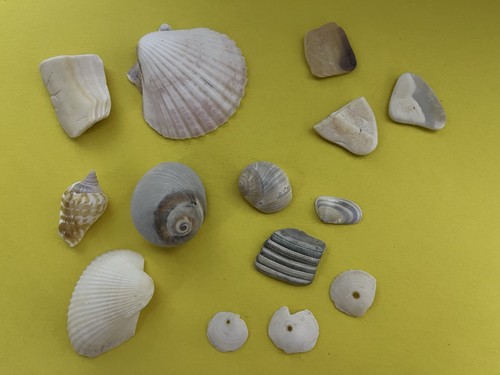 Mixed natural seashell - mixed,