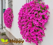 PETUNIA ROSE OF HEAVEN - 600 SEEDS - DWARF MULTIFLORA SERIES FLOWER