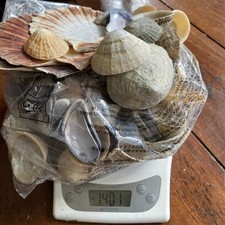 Sea Shells Large lot Mixed