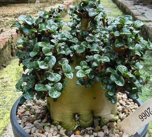 Sale rare cacti plant adenium - cacti,