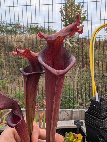 Sarracenia moorei - sarracenia,