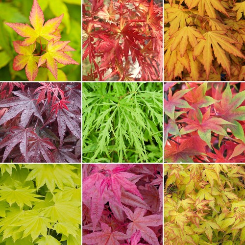 Acer trees japanese - x,