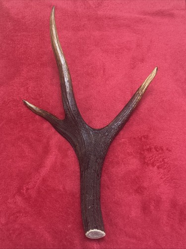 One piece deer antler - piece,