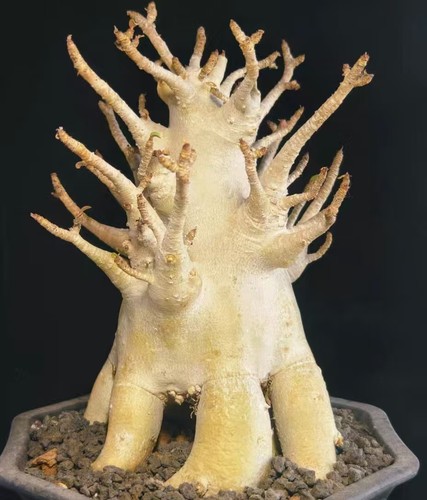 Adenium obesum wysiwyg garden - adenium,