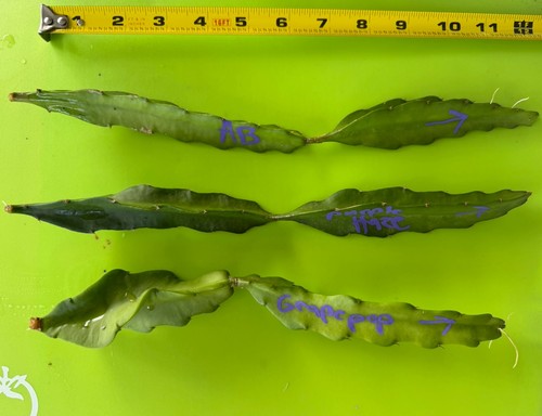 Unrooted dragon fruit plants - 3,
