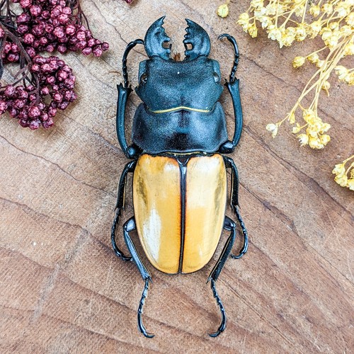 Stag beetle 60mm odontolabis - stag,