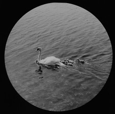 A SWAN WITH HER CHICKS C1900