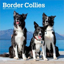Border Collies Calendar 2026 | Square 30cm x 30cm | 100% Plastic Free