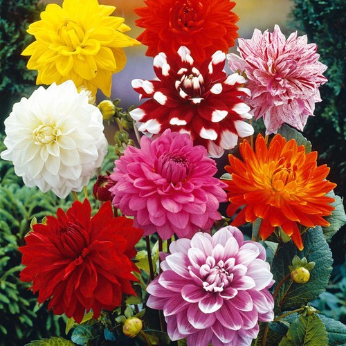 Dahlia decorative - 5,
