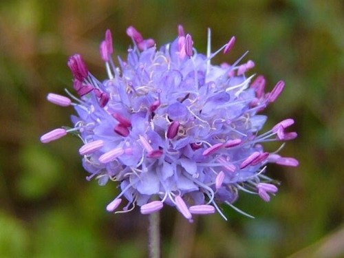 Succisa pratensis devil bit - -devil's,