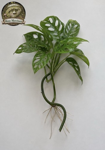 Swiss cheese plant monstera - swiss,
