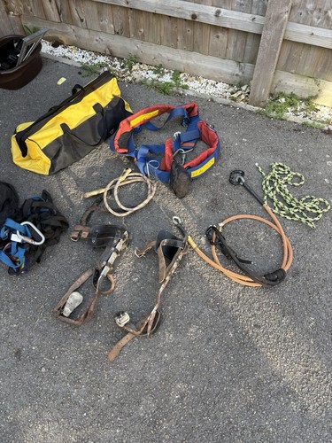 Arborist tree climbing - tree, ropes