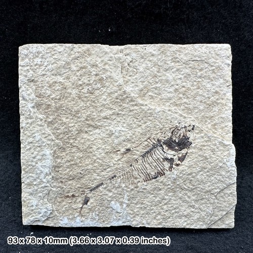 Fossilised fish slab - fossilised,