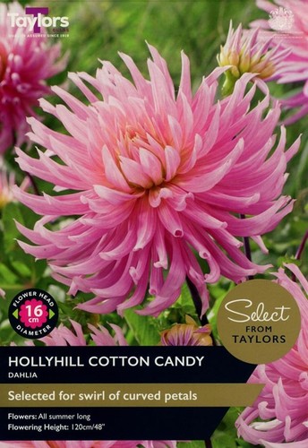 Dahlia cactus type - cactus, hollyhill