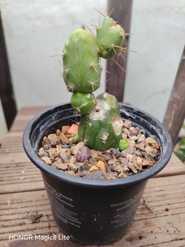 Male sexy cactus - , plant