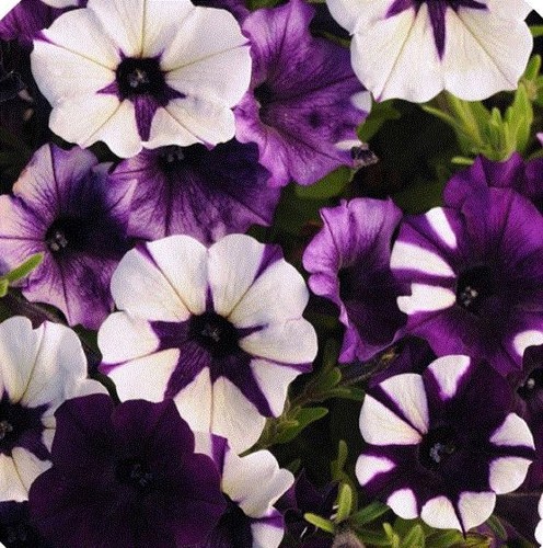 Petunia shock wave purple - shock,