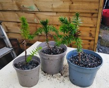 monkey puzzle tree / Araucaria