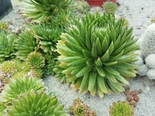 Orostachys spinosa - WINTER HARDY