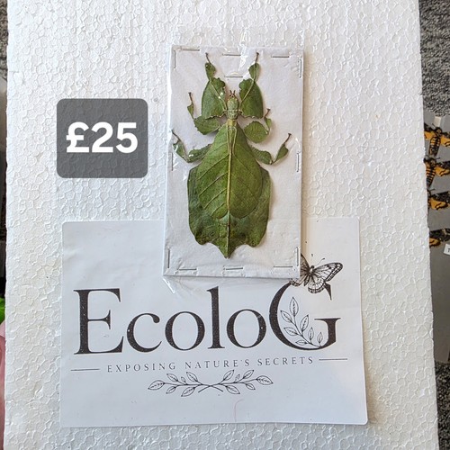 Preserved leaf insect - preserved,