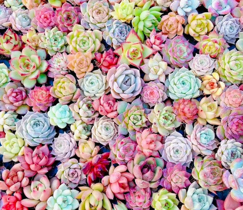 Seeds mixed echeveria - 50,