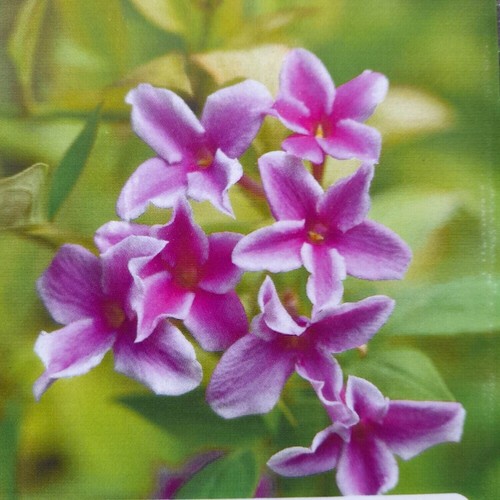 Jasminum stephanense starry - jasminum,