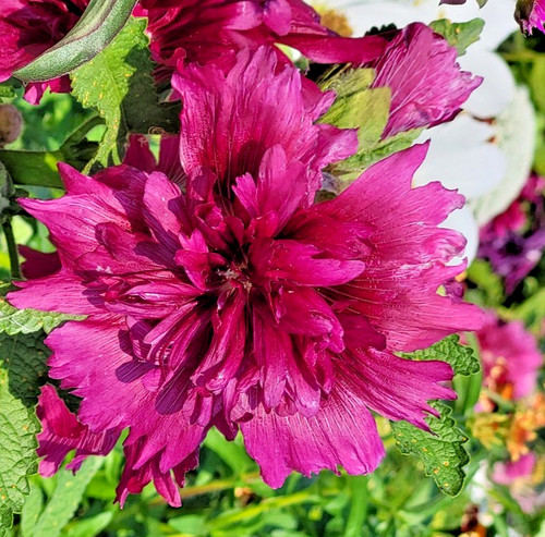 Queeny purple dwarf hollyhock - dwarf,