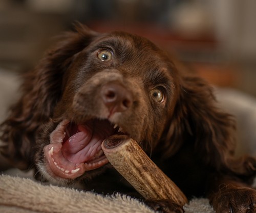 Small red deer antler - antler, dog