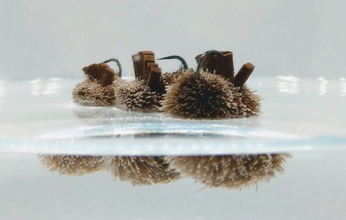 Carp dog biscuit flies - biscuit,