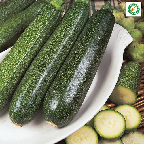 Courgette green bush plug - 'green,