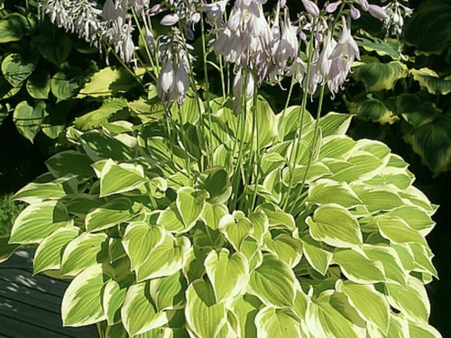Hosta lakeside ninita - lakeside, (plants