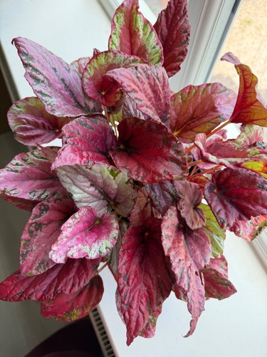 Begonia maui sunset starter - begonia,