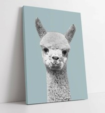 ALPACA DUCK EGG BLUE -PREMIUM