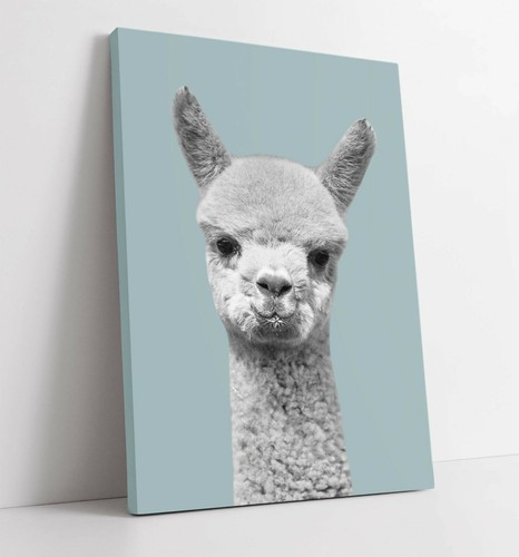 Alpaca duck egg blue premium - blue, -premium