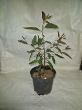 Eucalyptus tereticornis, Red Forest Gum in a 2 litre pot