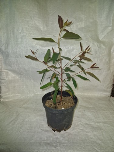 Eucalyptus tereticornis red - eucalyptus, tereticornis,