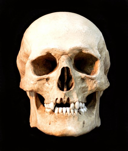 Human skull replica - human,