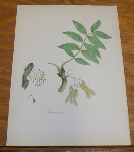 1852 color print ornamental - 1852, print/ornamental