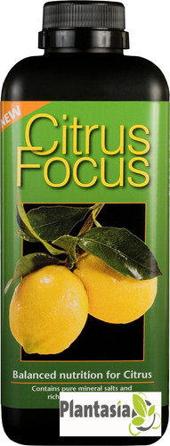 Citrus focus plant - food, 1