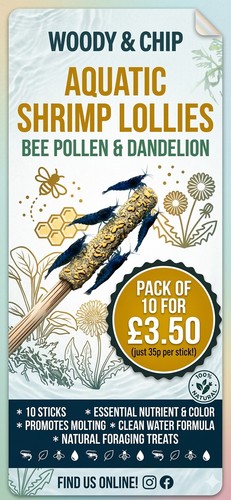 Shrimp lollies 10x dandelion - dandelion, &