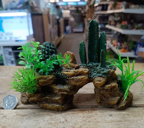 Desert stone cactus - desert,