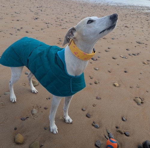 Teal waterproof whippet - waterproof,