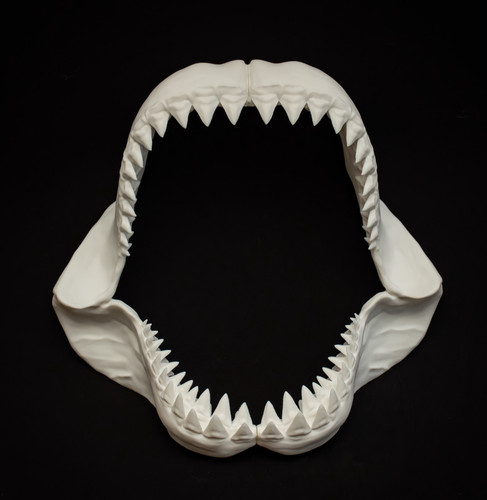Shark jaw replica - jaw,